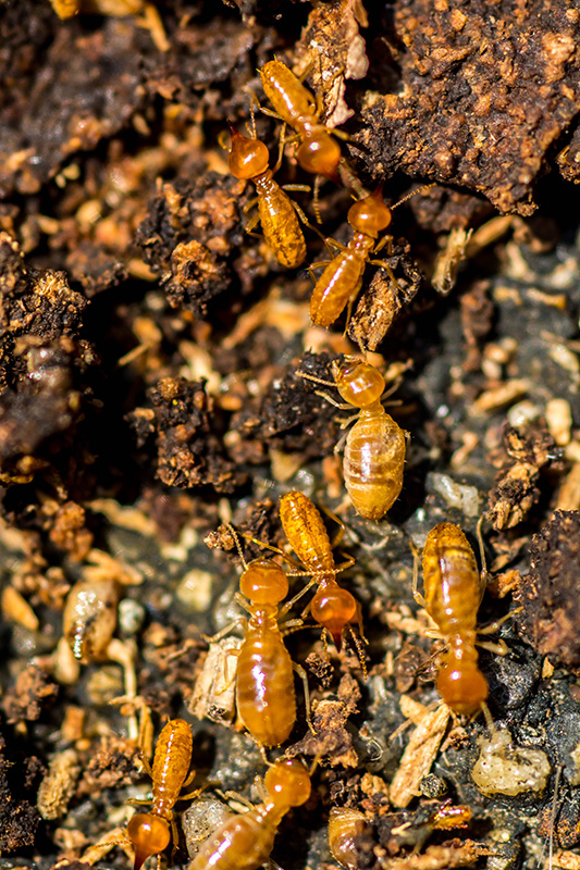 Diagnostic termites ou mérule Strasbourg | Alizé Strasbourg